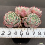 나나후크미니0310-144 다육식물