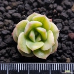 니크셔나금 (A-125) 다육금