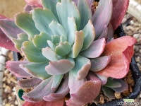 칠변화(금)30 다육금