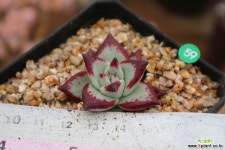 슈퍼클론 다육식물