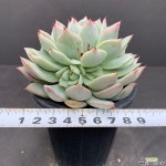티피0312-221 다육식물