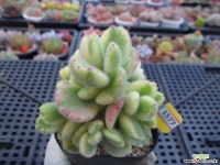 웅동자금3-1777 다육금