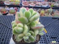 웅동자금3-1777 다육금