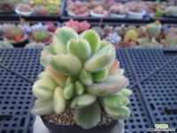 웅동자금3-1777 다육금