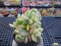 웅동자금3-1777 다육금