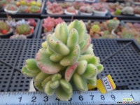 웅동자금3-1777 다육금