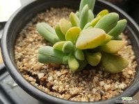 suk7155(꽃다리다육농원)