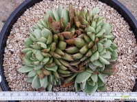 마돈나철화 9403-2988 다육철화