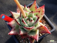 원종에보니 다육식물