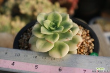 니크셔나금 다육금