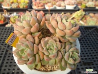 팅커벨3-1530 다육식물