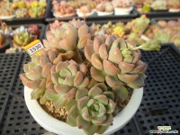 팅커벨3-1530 다육식물