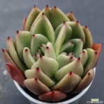 피그넷3846 다육식물