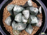 백희(白姬(White Princess))-01-14-No.2641 하월시아