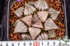 백희(白姬)-01-14-No.4699 하월시아