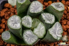 백운만상(白雲 万象)-01-14-No.2520 하월시아