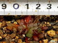 수정연필 74-2 하월시아