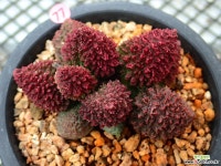 헤레이 레드볼_p77 다육식물