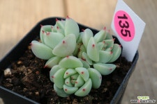 달맞이135 다육식물