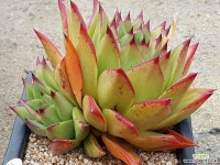 에보니 루핀 9403-2986 다육식물