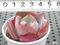 애프터라인 26-1 다육식물