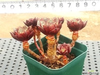 롱기시마 26-14 다육식물