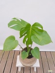 몬스테라 (포트) + 바구니 (세트) 50-55cm/ 공기정화식물 집들이선물 축하선물 개업선물 카페인테리어 목본류