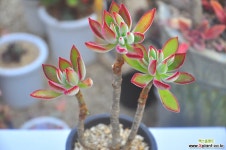 부용(E030) 다육식물