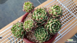 sukc608(다육뷔페)