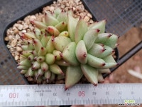 사치철화 697 다육철화