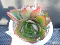 양진자연군생 M03-690 다육식물