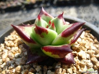 원종에보니316-2 다육식물