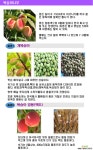 복숭아나무 묘목(다품종) 묘목