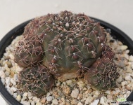 gymnocalycium  asterium   봉두 아프리카식물