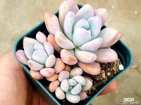 오팔리나 27-204 다육식물