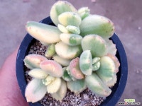 웅동자금 27-217 다육식물