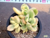 웅동자금 27-217 다육식물