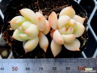 달맞이 다육식물