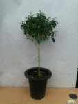 mee3775(경북농원)