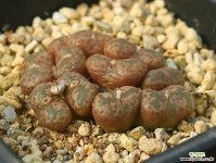 Pellucidum 펠루시덤11두 코노피튬