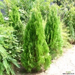 키다리황금측백-H0.8 조경수