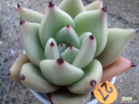 피그넷27 다육식물