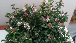 천리향(아주좋은향).상태굿.향기아주좋습니다.꽃대있습니다.. 야생화