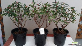 천리향(아주좋은향).상태굿.향기아주좋습니다.꽃대있습니다.. 야생화