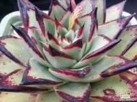 슈퍼클론(묵은둥이)수입아님 다육식물