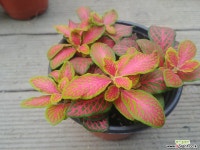 ghd2020(용암식물원)