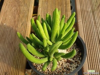 만물상 다육식물