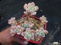 라울묵은둥이 318-2528 다육식물