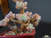 라울묵은둥이 318-2528 다육식물