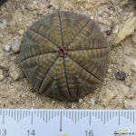 오베사3967 선인장